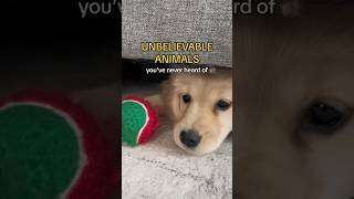 Unbelievable animal you’ve never heard of 👹 puppy dogs dogshorts goldenretriever puppyvideos [upl. by Hsivat]