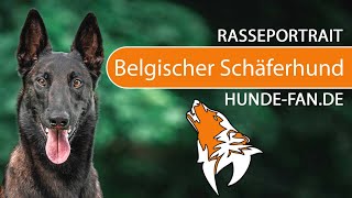 ► Belgischer Schäferhund  Malinois 2018 Rasse Aussehen amp Charakter [upl. by Innej]