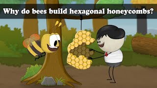 Why do bees build hexagonal honeycombs  aumsum kids science education children [upl. by Esirtal982]