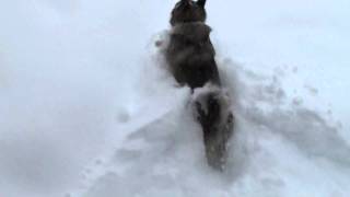 Dog vs Snow [upl. by Mandych]