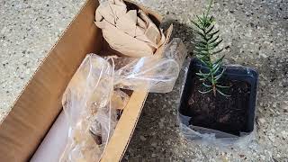 Unboxing Torreya from camforestcom and Dragon Spruce from mikesplants etsycom [upl. by Mercado]