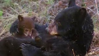 Missing Cub  Big Bear Diary  BBC Earth [upl. by Yror]