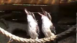 Laughing Kookaburra s [upl. by Vijar]