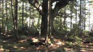 A Nature Documentary TOFINO BC by Flatland Video [upl. by Seleta]