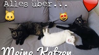 Alles über MEINE KATZEN  YooNessa [upl. by Aicemak]