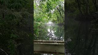 Wakulla Springs State Park Florida nature shorts [upl. by Davison]