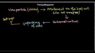 5 Viral pathogenesis introduction [upl. by Niarda]