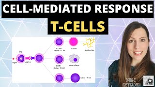 CELLMEDIATED response  Alevel biology immunity cellular response of T cells T Lymphocytes [upl. by Leuams]