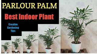 PARLOUR PALMHOW TO GROW AND CARE PARLOUR PALM [upl. by Fronnia]