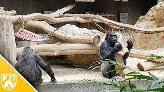 Ältester Zuchtgorilla in Europa lebt im Krefelder Zoo [upl. by Anilrahc442]