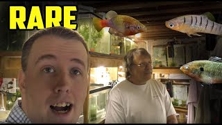 AMAZING FISH ROOM TOUR  So many RARE Fish [upl. by Silden]