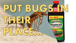 Great Way To Treat and Kill Bugs In St Augustine Grass [upl. by Oijile]