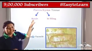 Parenchyma Tissue  Diagram  Functions  Class 9  CBSE  NCERT  ICSE [upl. by Duke]