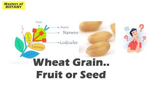 Wheat Grain Caryopsis  Seed or Fruit  Confusion in Achene Cypsella and Grain  Explained [upl. by Aknaib318]