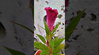 Celosia plant can grow easily ytshorts flowersinmygarden summerflowerplant winterfloweringplant [upl. by Cunningham766]