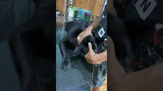 Injection medicine to sick dogs contagiousdisease dog shortvideo [upl. by Puff]