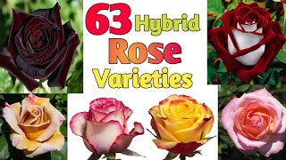 63 Hybrid Rose Varieties with Names  Hybrid Tea Rose Identification  Plant and Planting [upl. by Asiram]