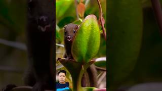 kantong Semar dan tupai plants animals nature shortvideo shortsviral feedshorts tranding [upl. by Rhynd]