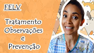 FELV E SEU TRATAMENTO OBSERVAÇÕES E PREVENÇÃO [upl. by Amalia]