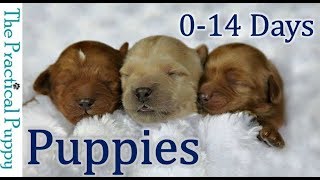 Newborn Puppies Birth to 2 Weeks [upl. by Gniliem272]