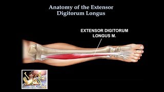 Anatomy Of The Extensor Digitorum Longus Muscle  Everything You Need To Know  Dr Nabil Ebraheim [upl. by Hniht289]