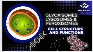 Peroxisomes  Glyoxisomes  Lysosomes  Cell structure and functions  MDCAT biology [upl. by Layman]