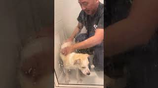 16 week old puppy taking a bath [upl. by Leyla]