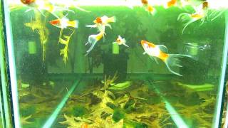 Albino Koi Lyretail Swordtails [upl. by Aicened]