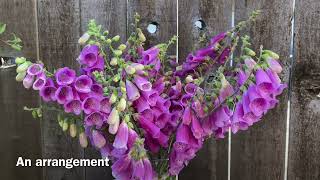 Foxglove Digitalis  After Bloom Cut Back 4K  June 26 [upl. by Ender]