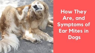 How They Are and Symptoms of Ear Mites in Dogs [upl. by Einor]