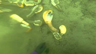 husband goes under water digging geoducks [upl. by Janeen]