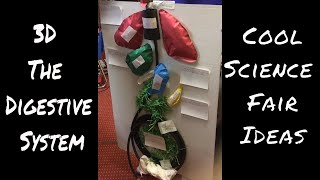 The Basic 3D Digestive System Model  Science Fair Ideas [upl. by Trebmal]