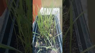 Wheat grass microgreens மாடித்தோட்டம் microgreens terracegarden maadithottam gardening [upl. by Neved]