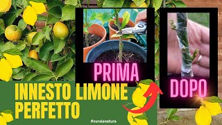 Innesto Limone PERFETTO [upl. by Westphal]