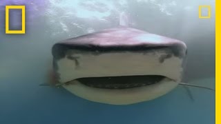 Dugongs vs Tiger Sharks  National Geographic [upl. by Redlac]