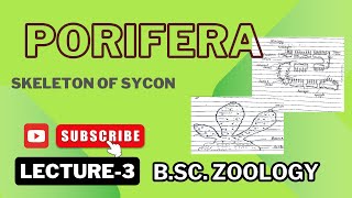 Spicules in Sycon  Monoaxon  Tetraxon  Notes Pdf in Description [upl. by Indihar]