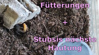 Stubsi Brachypelma albiceps hat sich wieder gehäutet  Fütterungen der Slings [upl. by Eisor]