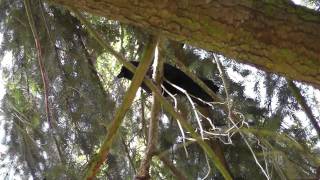 Great Horned Owl being harassed by crows  Marymoor Park [upl. by Gonzalo]