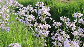 1 minuut natuur pinksterbloemen  cuckoo flower  cresson des prés  WiesenSchaumkraut [upl. by Meriel141]