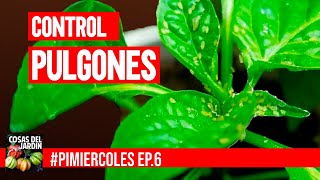 Este es el remedio casero más eficiente contra los pulgones y como aplicarlo PIMIERCOLES Ep 6 [upl. by Kali]