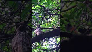 Black  Winged Kite  എറിയൻ  Shikra  Black Shouldered Kite shorts birds [upl. by Llehcim]