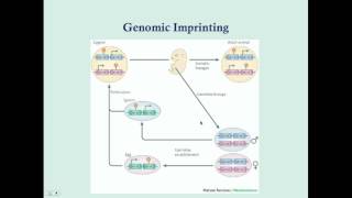 Understanding the Chromosomal Abnormality known as Uniparental Disomy [upl. by Anot]