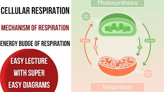 Mechanism amp steps of cellular respiration explained easy with diagramsbiologywithmaria [upl. by Eninaj]