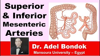 Superior and Inferior Mesenteric Arteries Dr Adel Bondok [upl. by Hofmann]