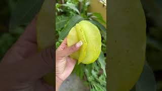 Guyanese fruits  Suri the Foodie [upl. by Helli]