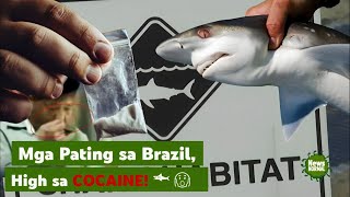 Mga Pating sa Brazil High sa Cocaine [upl. by Nalor]