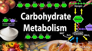 Carbohydrate Structure and Metabolism an Overview Animation [upl. by Healion]