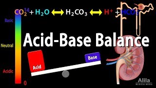 Acid Base Balance Animation [upl. by Nosaes]