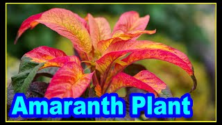 How to Grow Amaranthus Tricolor Plants  Amaranth Plant Care  Amaranth Plant Growing  Amaranthus [upl. by Llyrpa]