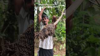 Seedless Lemon plant Getting ready for planting lemon plant agriculture farming satisfying [upl. by Frame]